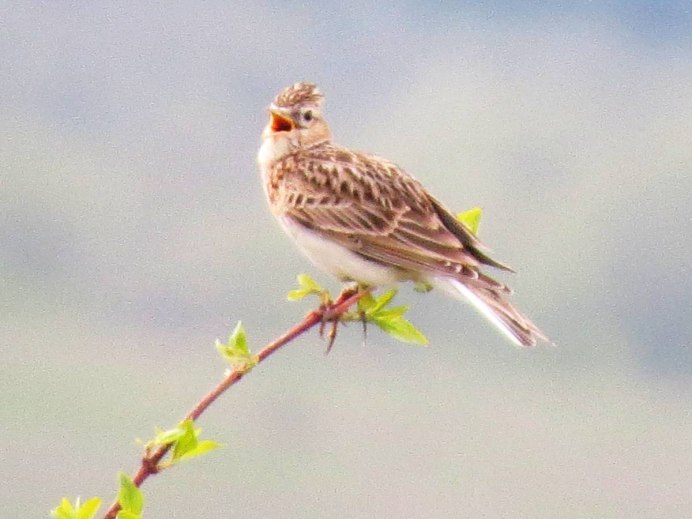 Жаворонки летают