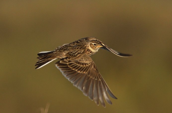 Жаворонок Нижегородской области
