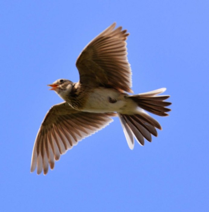 Полевой Жаворонок полет
