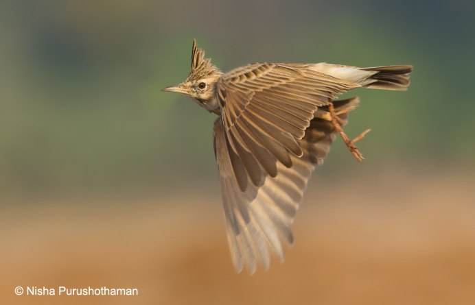Птицы в поле