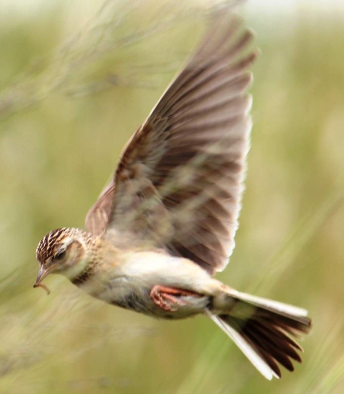 Жаворонок полевой сеголетки