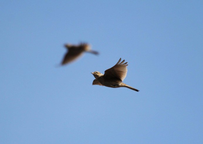 Жаворонки в небе