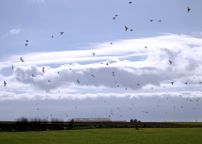 Крапивник в полете