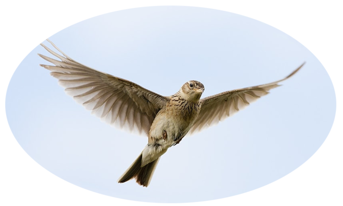 Жаворонки в небе над полем