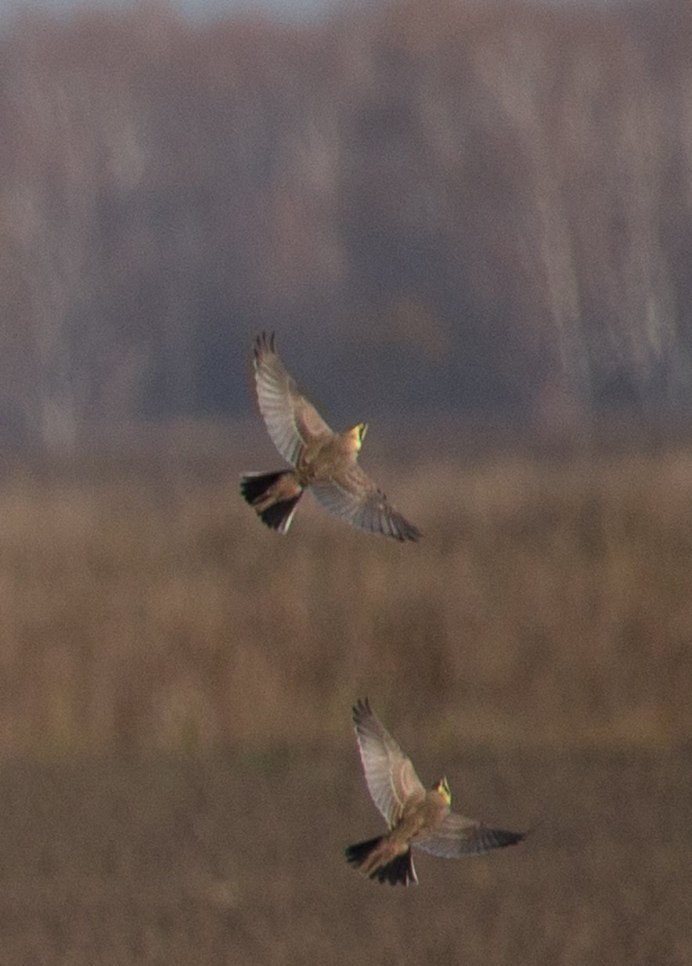 Жаворонок в небе фото