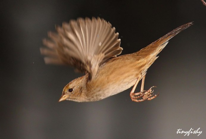 Жаворонок в полете