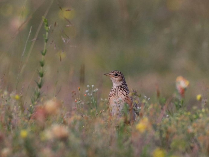 Сказочный Жаворонок
