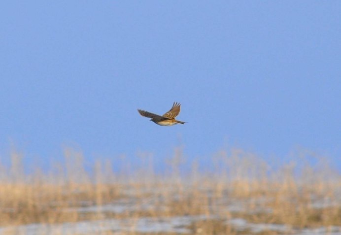 Весна Жаворонки в небе