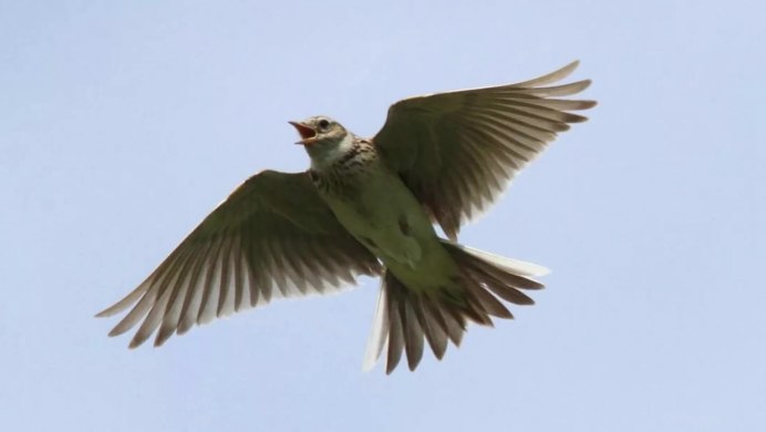 Жаворонок летает