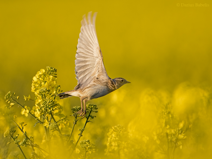 Полевой Жаворонок в полете