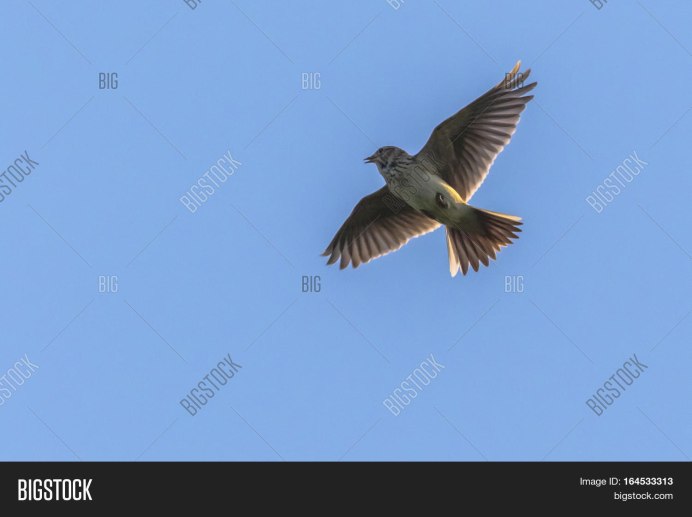 Воробьиный Жаворонок