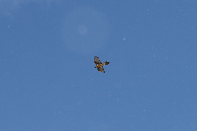 Жаворонки в небе