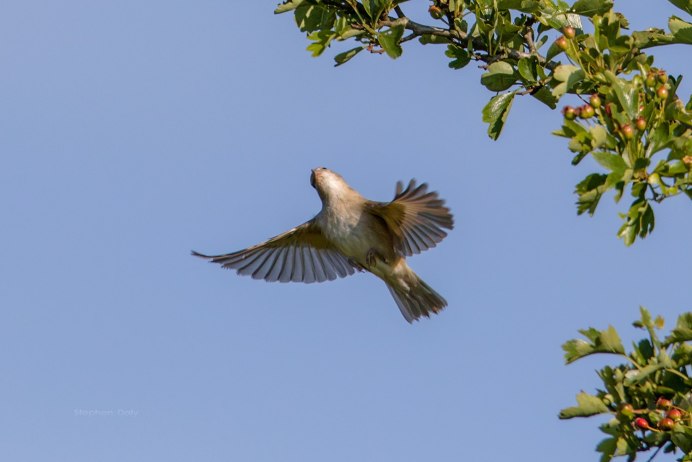 Жаворонки в небе