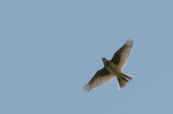 Лето поле Жаворонки