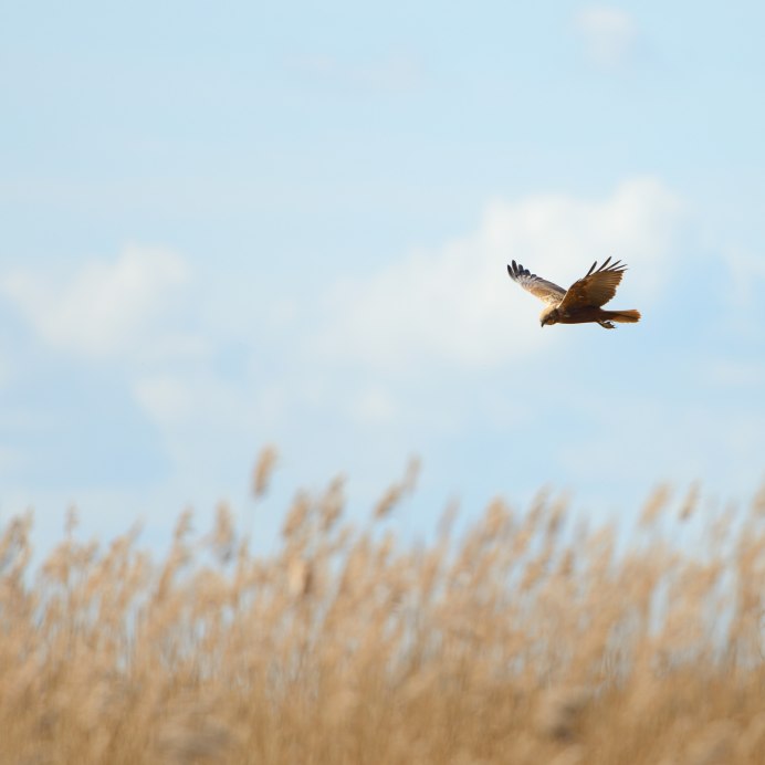Жаворонки в небе