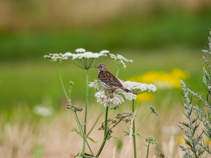 Жаворонок в природе