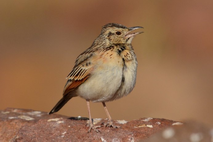 Жаворонок в полете