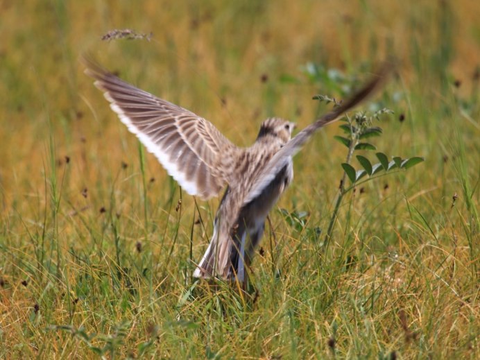 Птицы степи Степной Жаворонок