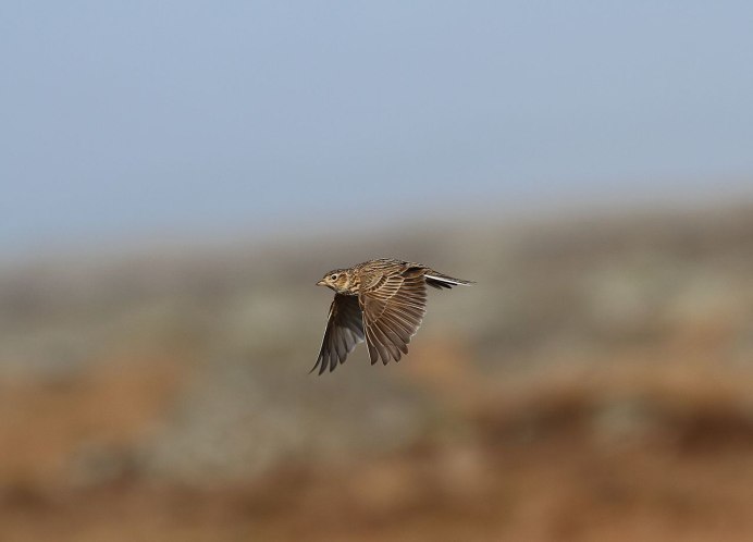 Жаворонок зимует