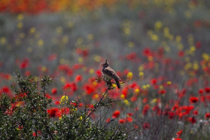 Певчий Жаворонок