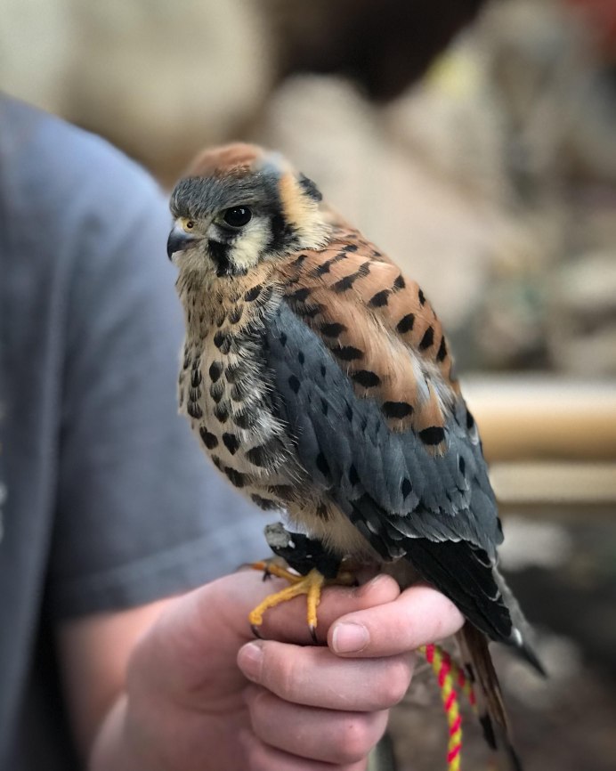 Тетеревятник (Accipiter gentilis)