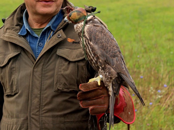 Ястреб - тетеревятник (Accipiter gentilis)