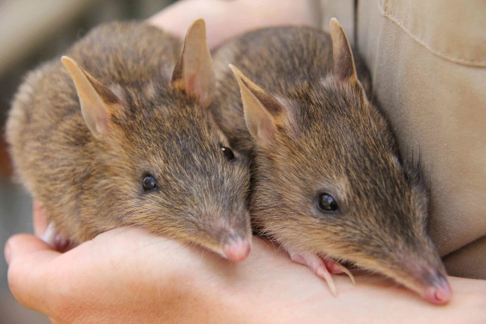 Chaeropus ecaudatus