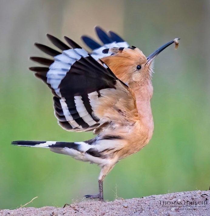 Удод Upupa Epops Linnaeus, 1758