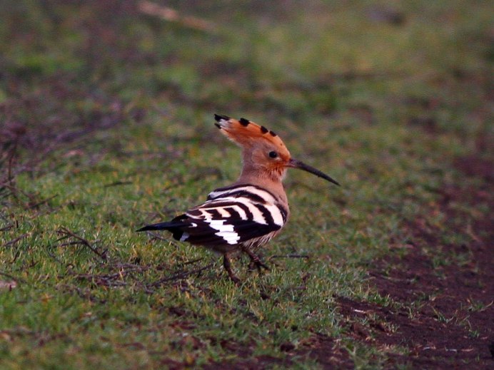 Удод Upupa Epops Linnaeus, 1758