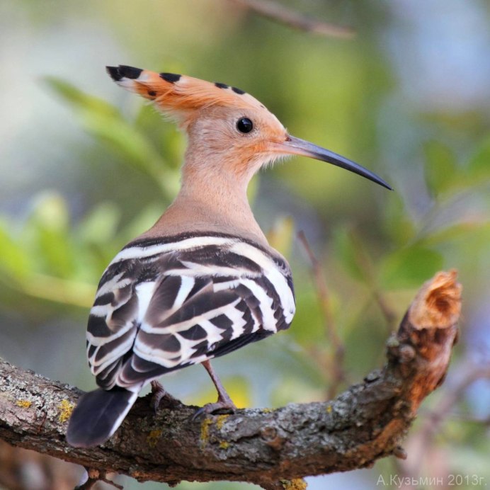 Удод Upupa Epops Linnaeus, 1758