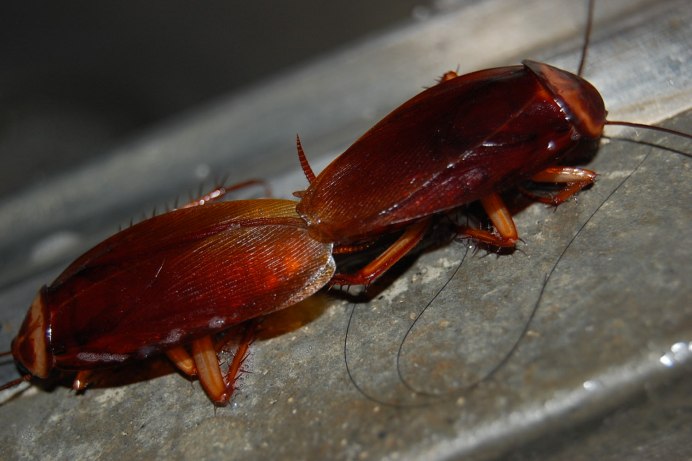 Blattella Germanica таракан