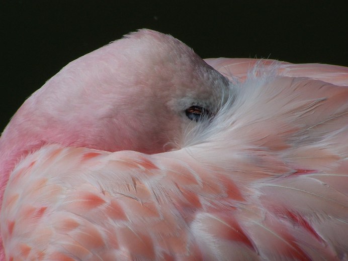 Roseate Spoonbill птица