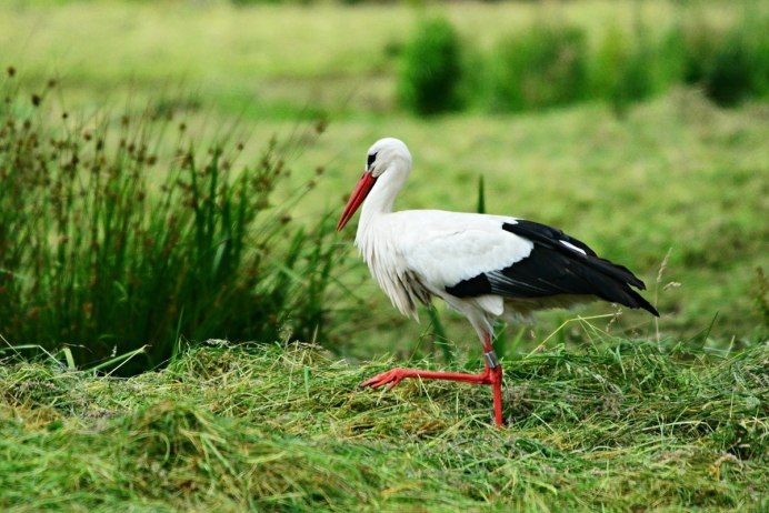 Трофический ареал белого аиста (Ciconia Ciconia)