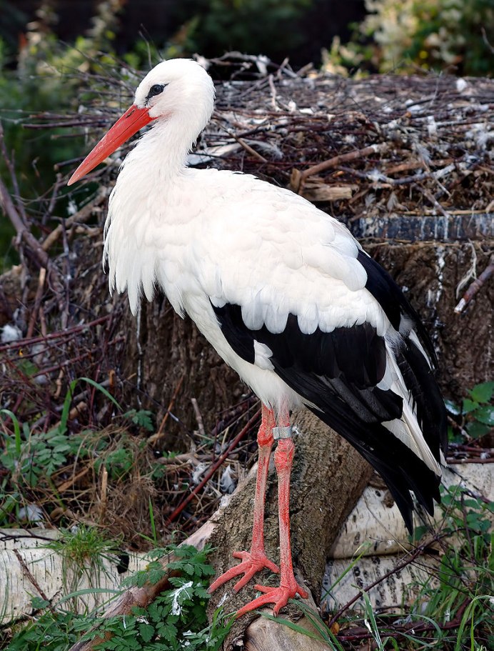 Ciconia Maguari