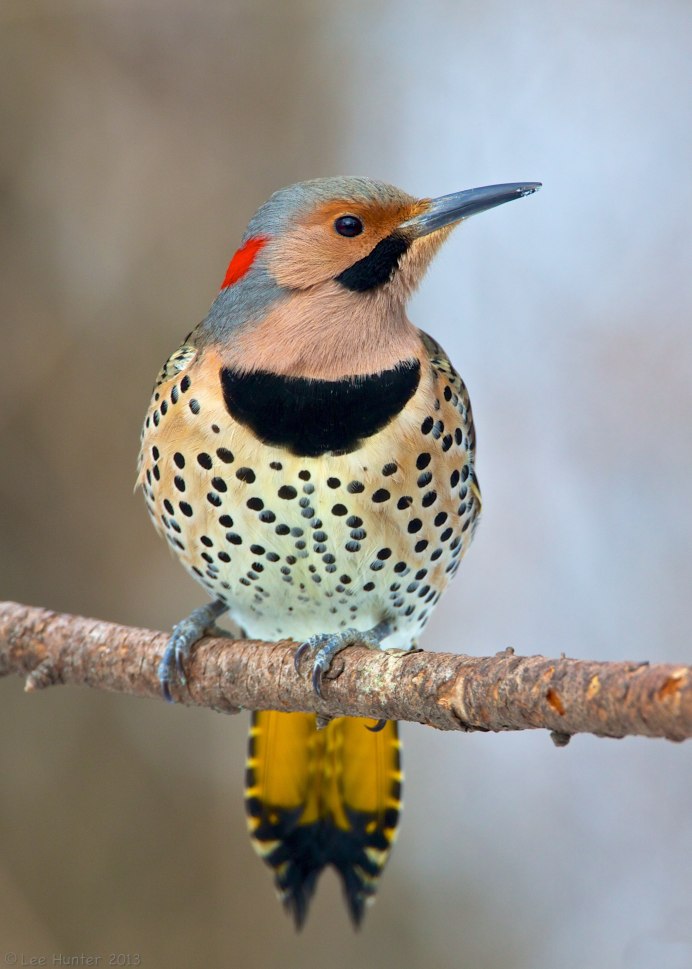 Певчий Дрозд (turdus philomelos)
