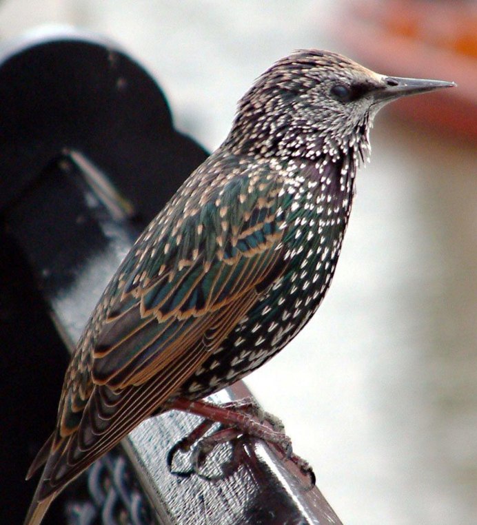 Скворец обыкновенный ‒ Sturnus vulgaris (l., 1758)
