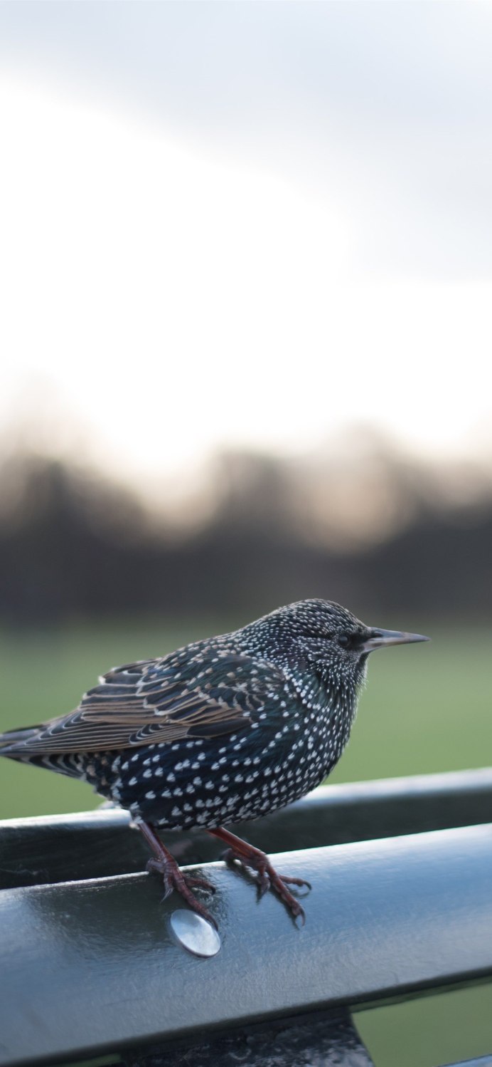 Sturnus vulgaris