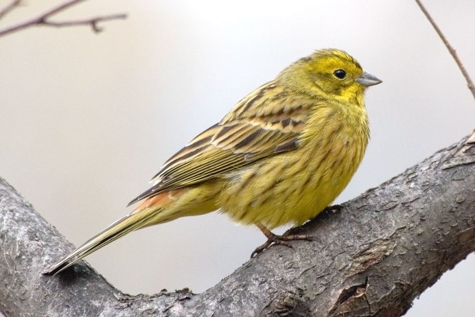 Желтоголовый королёк (Regulus Regulus)