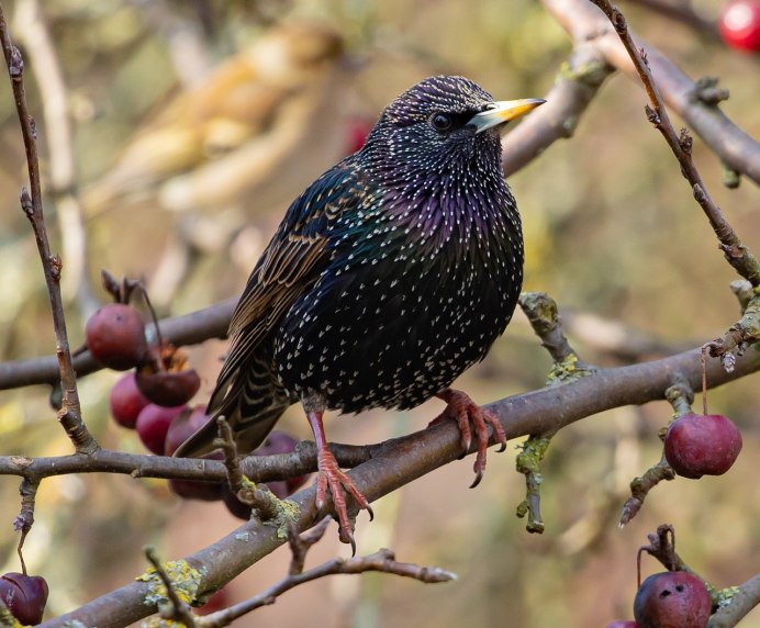 Sturnus vulgaris