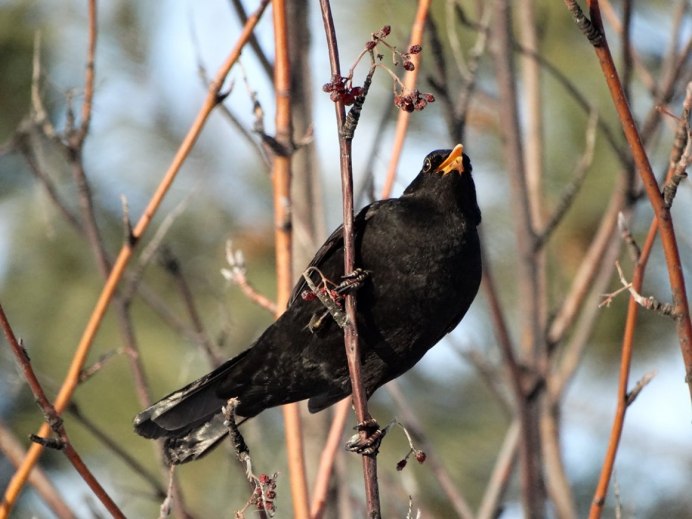 Blackbird черный Дрозд