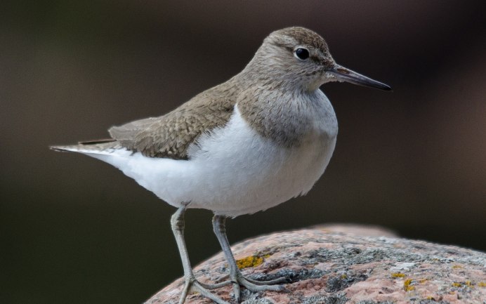 Кулик Бекас (Gallinago Gallinago)