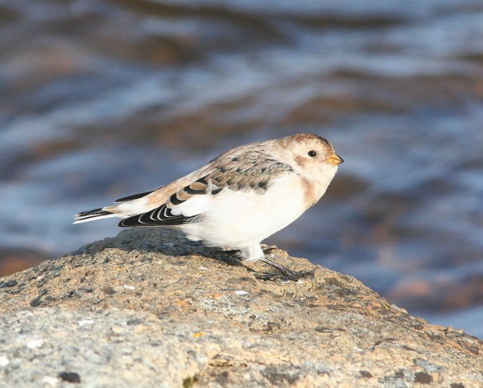 Calcarius lapponicus