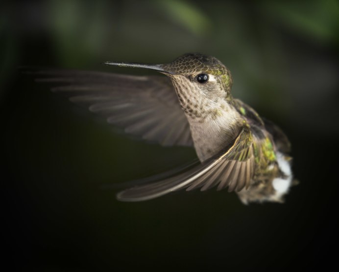 Краснозобая Колибри