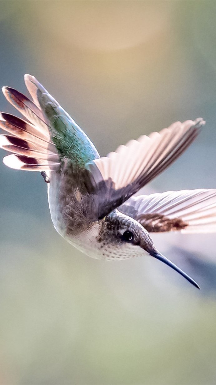 Колибри Доминикана