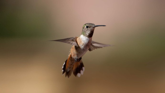 Порхающая птица