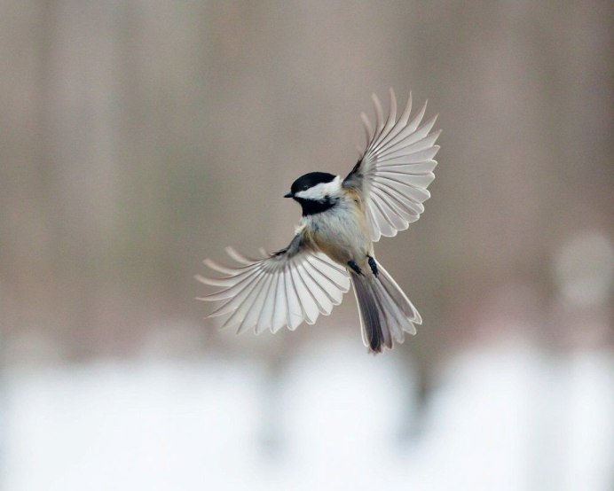 Реймонд Колибри