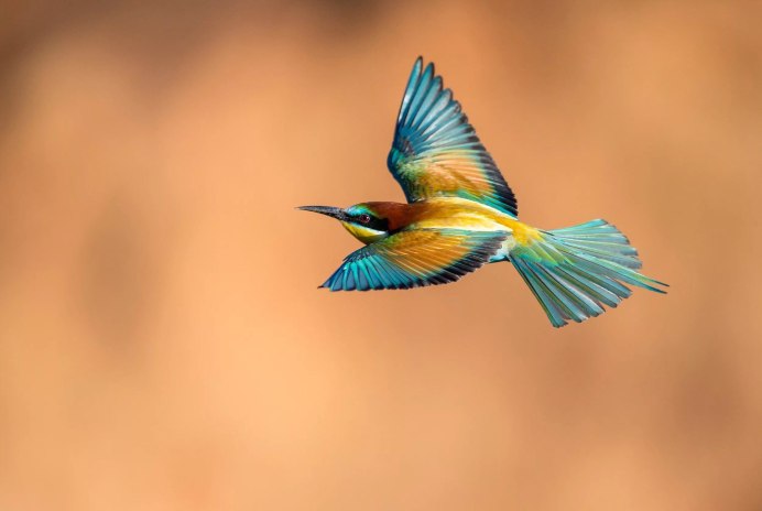 Колибри знаменщик