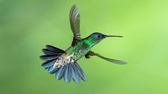 Колибри Северной Америки