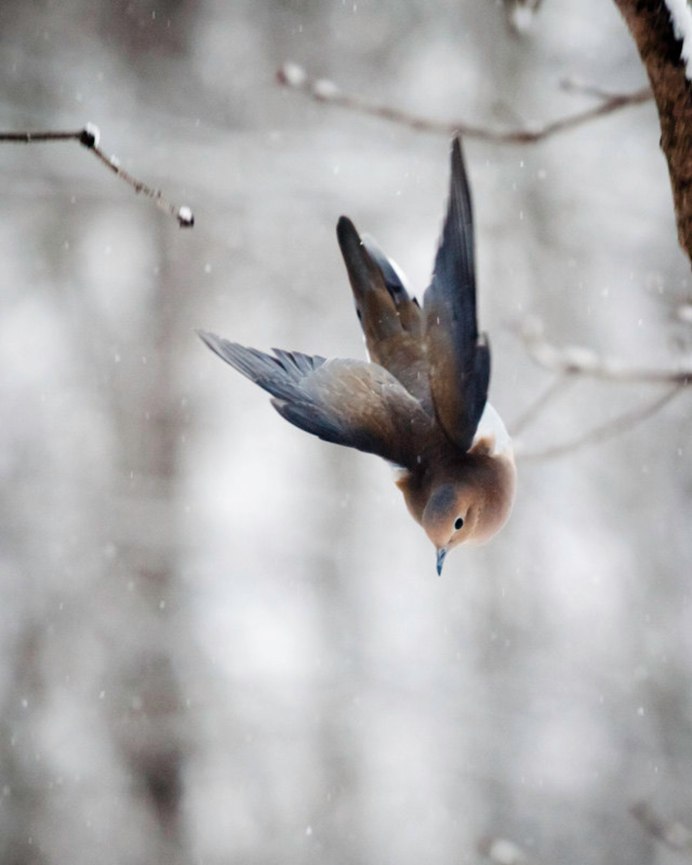 Полет птицы