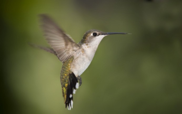 Колибри альбинос